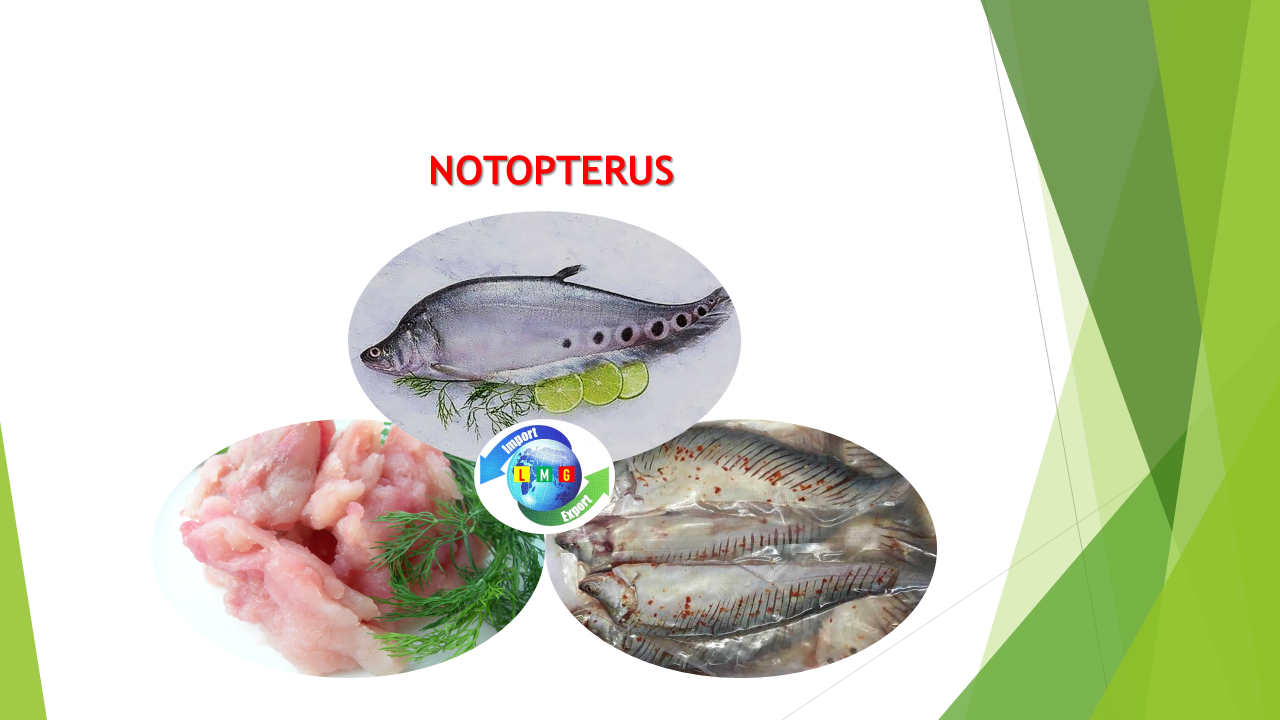 NOTOPTERUS