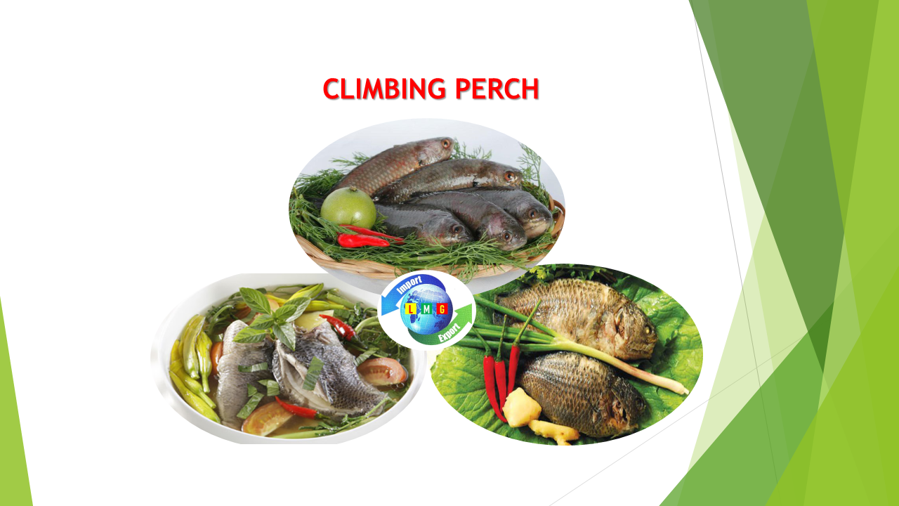 CLIMBING PERCH